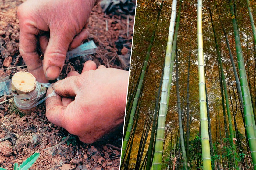 El aceite moderno no creó nada nuevo. Hace 2,000 años, China ya extraía gas natural y lo transportaba a través de tuberías de bambú.