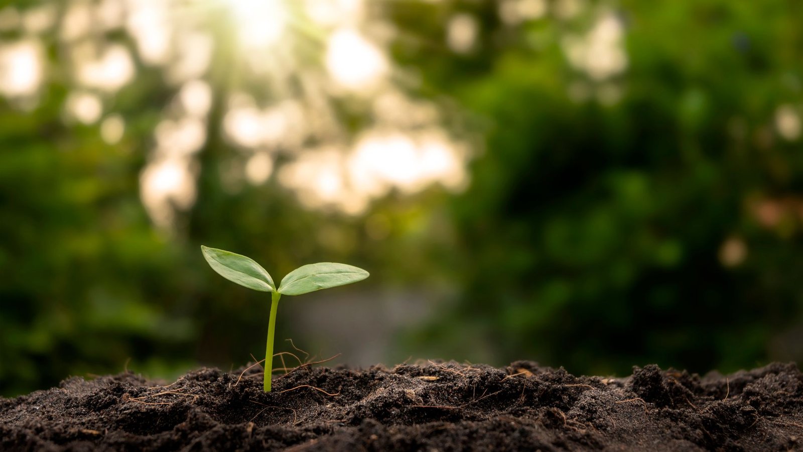 Agromira 2025 Reunirá a los Líderes Mundiales de las Empresas Agrícolas en Costa Rica