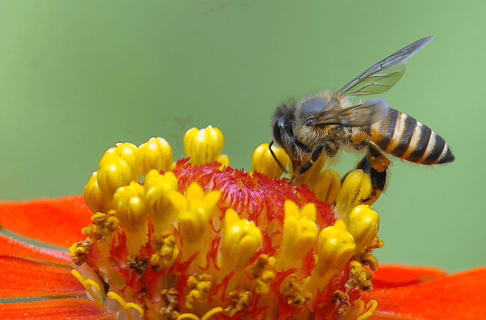 Costa Rica conmemora el Día Mundial de las Abejas a través de la ciencia, el arte y el trabajo comunitario.
