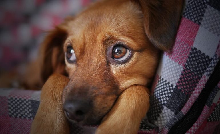 La relajación del Canino representa una amenaza para la preservación de la vida silvestre en Zoave.
