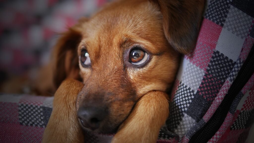 La relajación del Canino representa una amenaza para la preservación de la vida silvestre en Zoave.