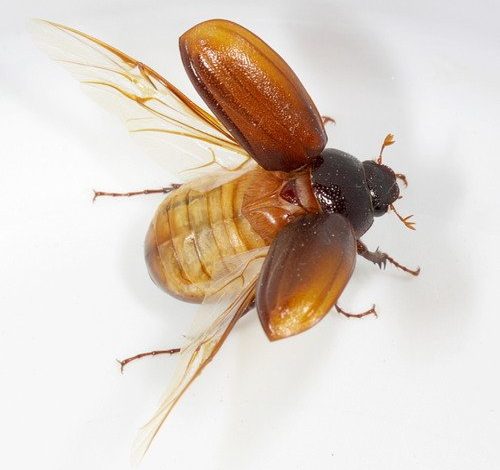 Abejones de May se desvanecieron en Costa Rica: una alarma ambiental silenciosa.