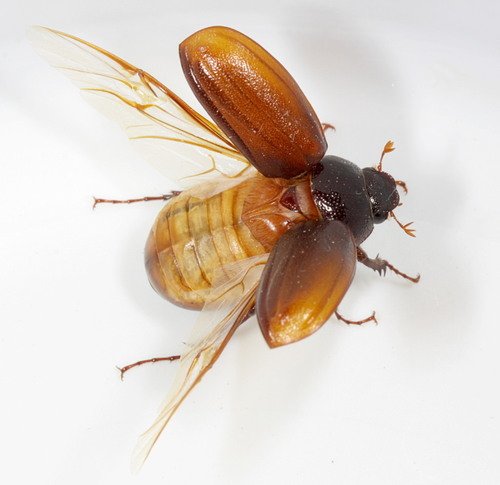 Abejones de May se desvanecieron en Costa Rica: una alarma ambiental silenciosa.