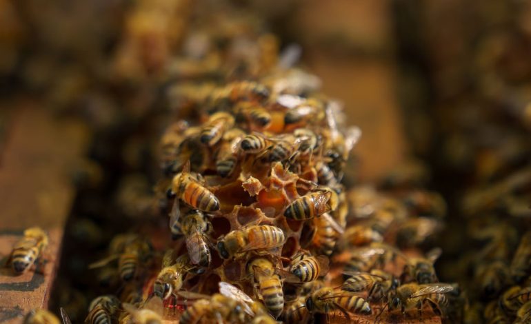 Rewrite the title correctly without changing proper names La miel de Costa Rica adquiere el premio Platinum de los London Honey Awards 2025