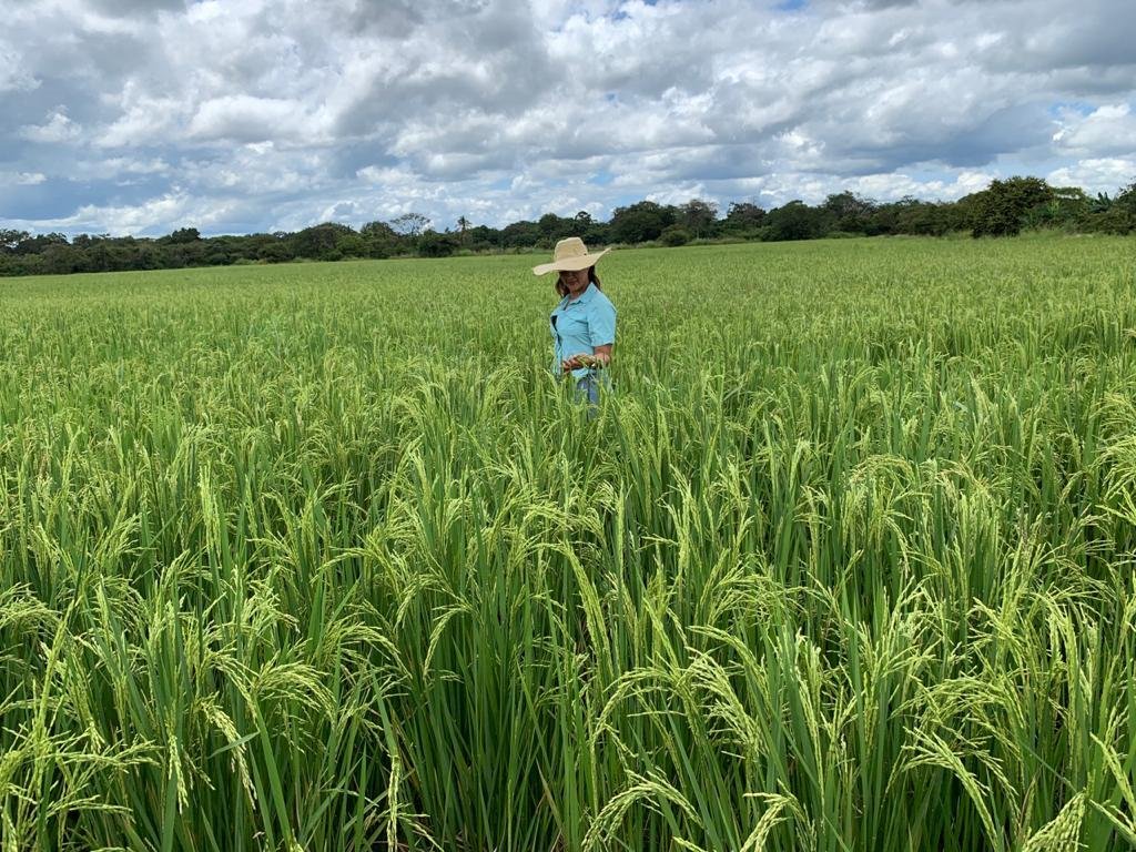 ¿Se consume el arroz en Costa Rica de forma segura? Conarroz Responder

 – La nación