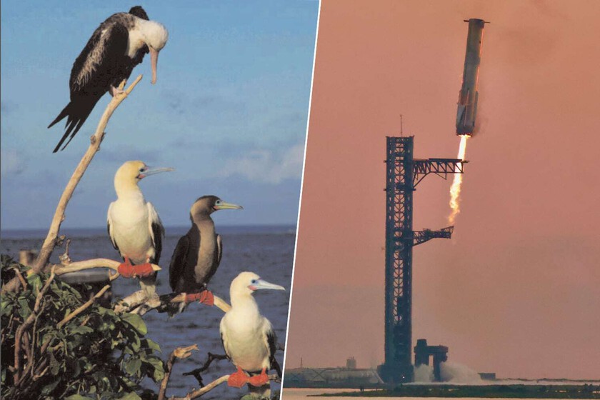 Estados Unidos y SpaceX querían revolucionar la entrega de armas en todo el mundo. Un pájaro tropical tenía otros planes

 – La nación