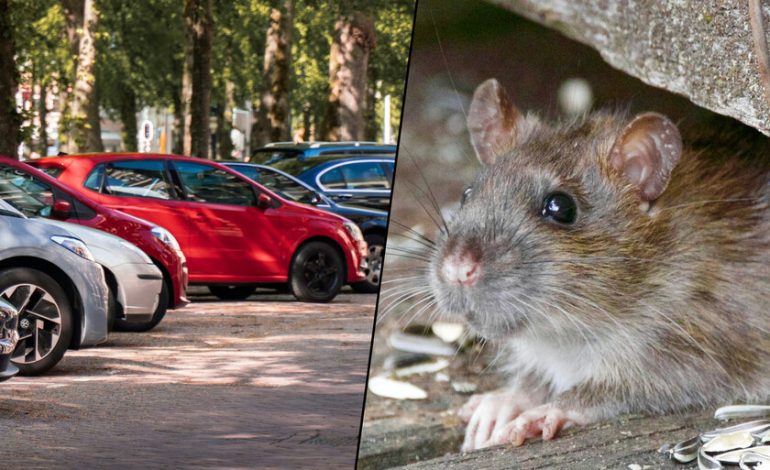 Pensé que tenía un problema con los músculos abdominales de mi coche.
– La nación