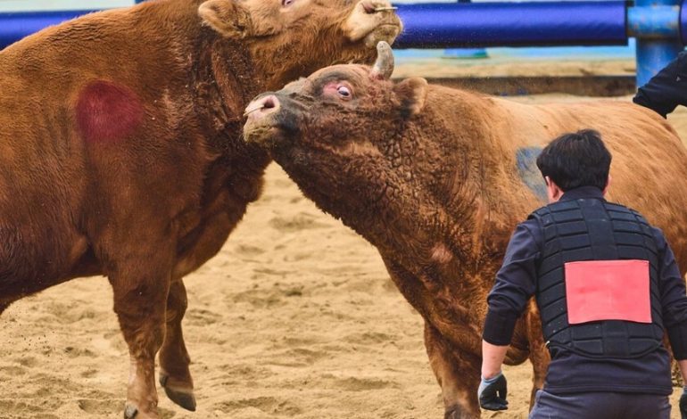 Corea del Sur celebró sus “peleas de toros” especiales. Y ahora enfrenta el mismo dilema que España
– La nación