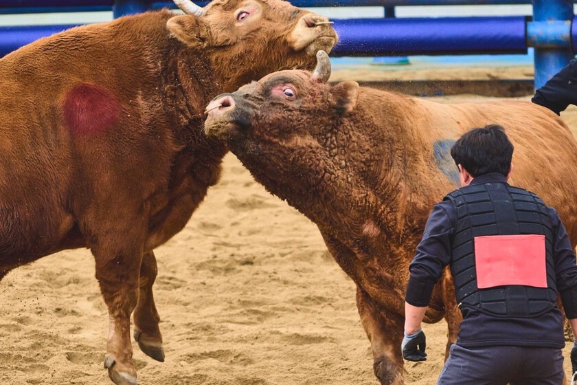 Corea del Sur celebró sus “peleas de toros” especiales. Y ahora enfrenta el mismo dilema que España

 – La nación