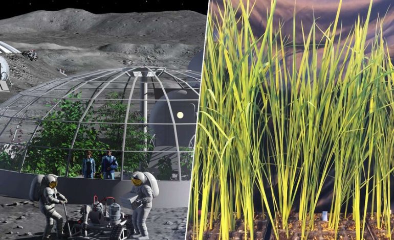 Este risotto come en la luna. Y ya están examinando un supereno y más arroz proteico
– La nación