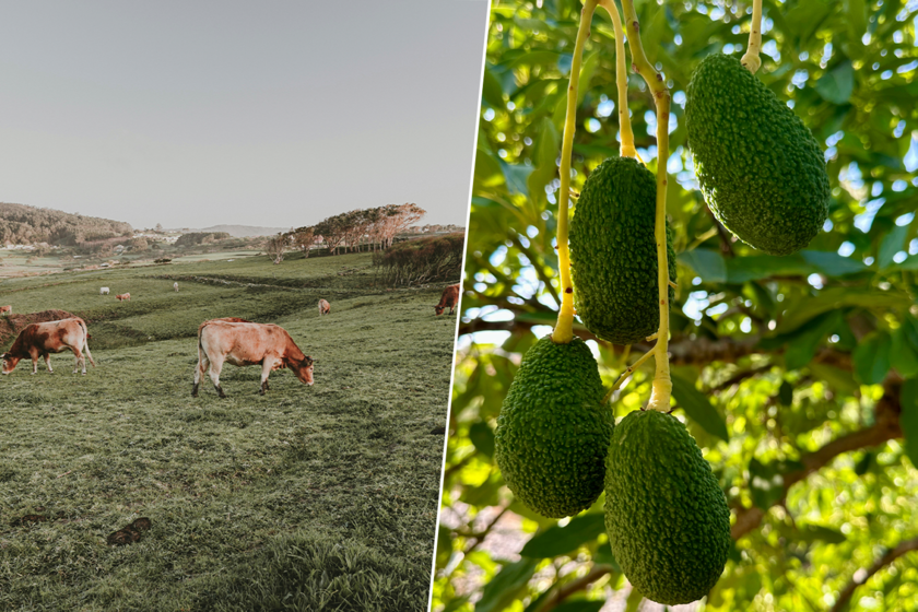 Andalucía se ha convertido en un país enemigo para el aguacate. Entonces, una región inesperada se hace cargo: Galicia

 – La nación