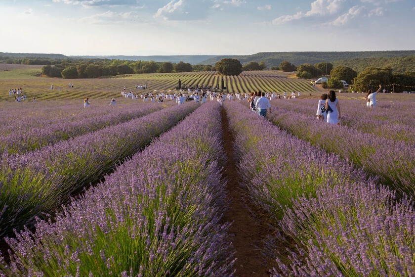 Brihuega ya no puede con turistas que vienen a sus campos de lavanda

 – La nación