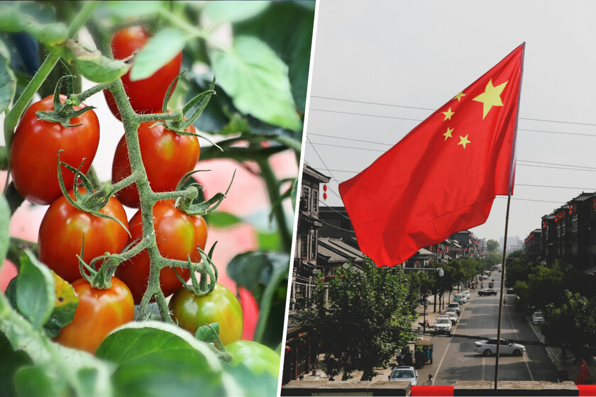 Extremadura les prometió muy contentos con la poderosa industria del tomate español. Hasta que llegó China

 – La nación