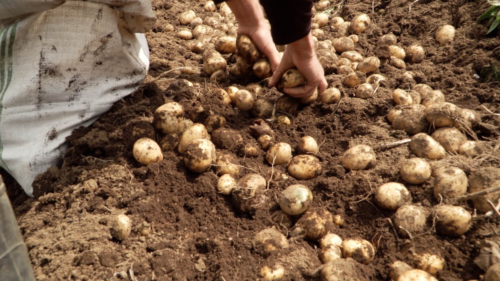 Negociaciones de Costa Rica tratadas sin consultar la agricultura: “Celacemos una línea de ley de importación”

 – La nación