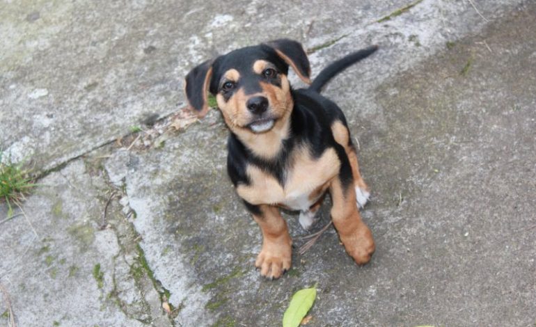 Senasa pide a los peregrinos que no traigan animales a la peregrinación
– La nación