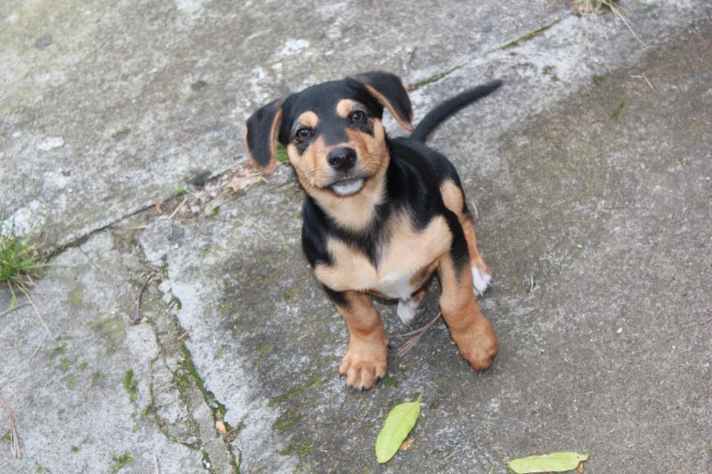 Senasa pide a los peregrinos que no traigan animales a la peregrinación

 – La nación