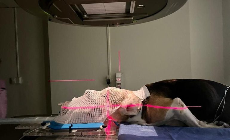 Costa Rica, primer país de la región centroamericana que aplicará la radioterapia para tratar el cáncer de mascotas

 – La nacion