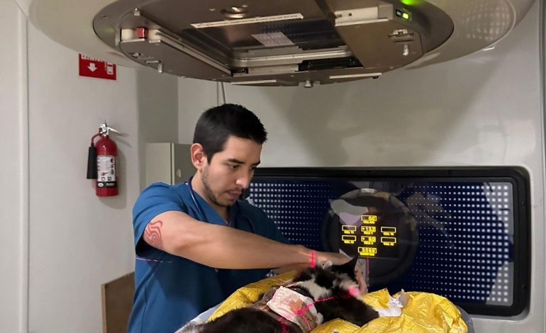 Clave para combatir el cáncer en perros
– La nacion