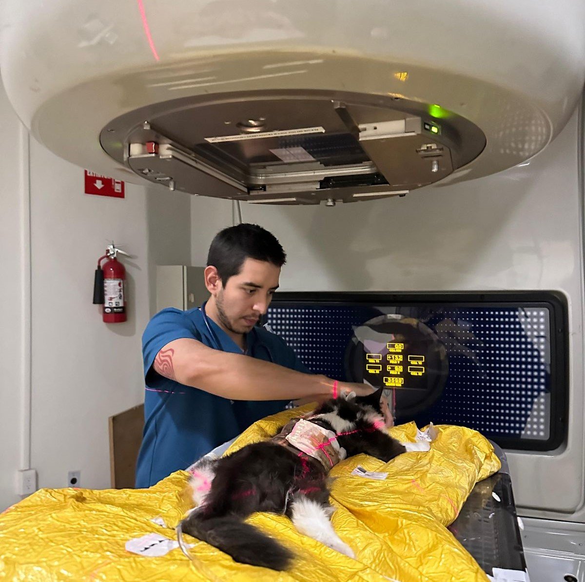 Clave para combatir el cáncer en perros

 – La nacion