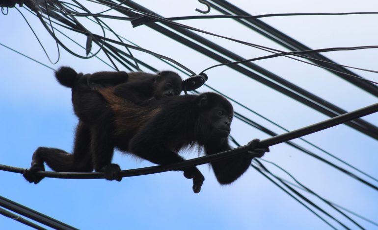 Piden precauciones contra el hielo mediante la electroculación del Congo de los Monos en Nosara
– La nación