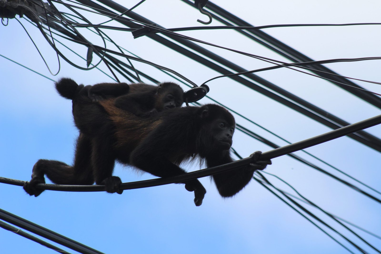 Piden precauciones contra el hielo mediante la electroculación del Congo de los Monos en Nosara

 – La nación
