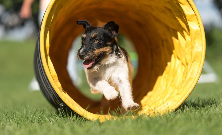 Celebra con tu mascota el Día del Mundo de los perros
– La nacion