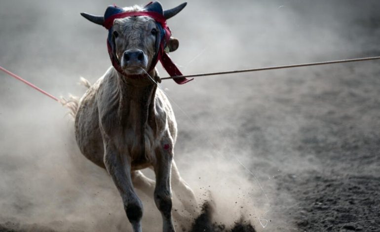 Estados Unidos evita la entrada del ganado mexicano de la plaga del gusano de ceque.
– La nación