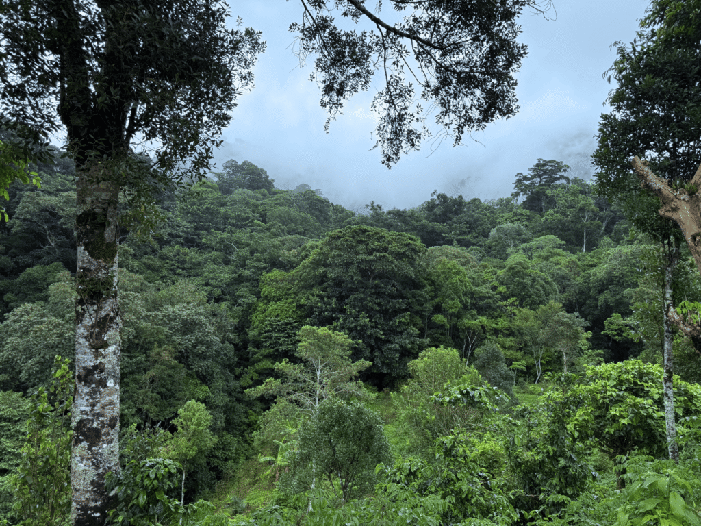 Costa Rica se dirige a un sistema nacional de trazabilidad

 – La nación