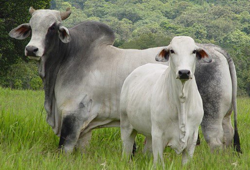 El motor de ganado Costa Rica que impulsa el 25% de la producción de carne

 – La nación