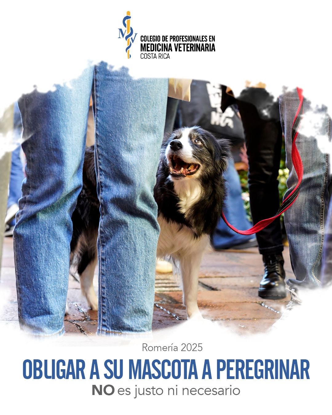 Los médicos veterinarios piden no llevar animales a la peregrinación 2025

 – La nación