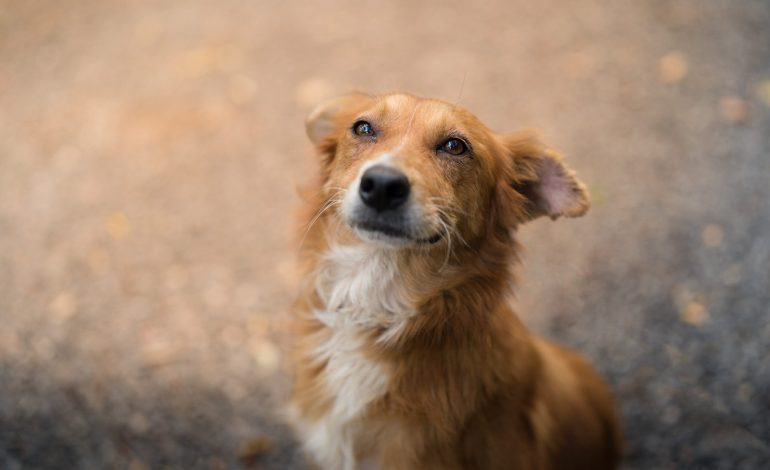 Los cachorros esperarán para ser adoptados en Gollo, Zapote

 – La nacion