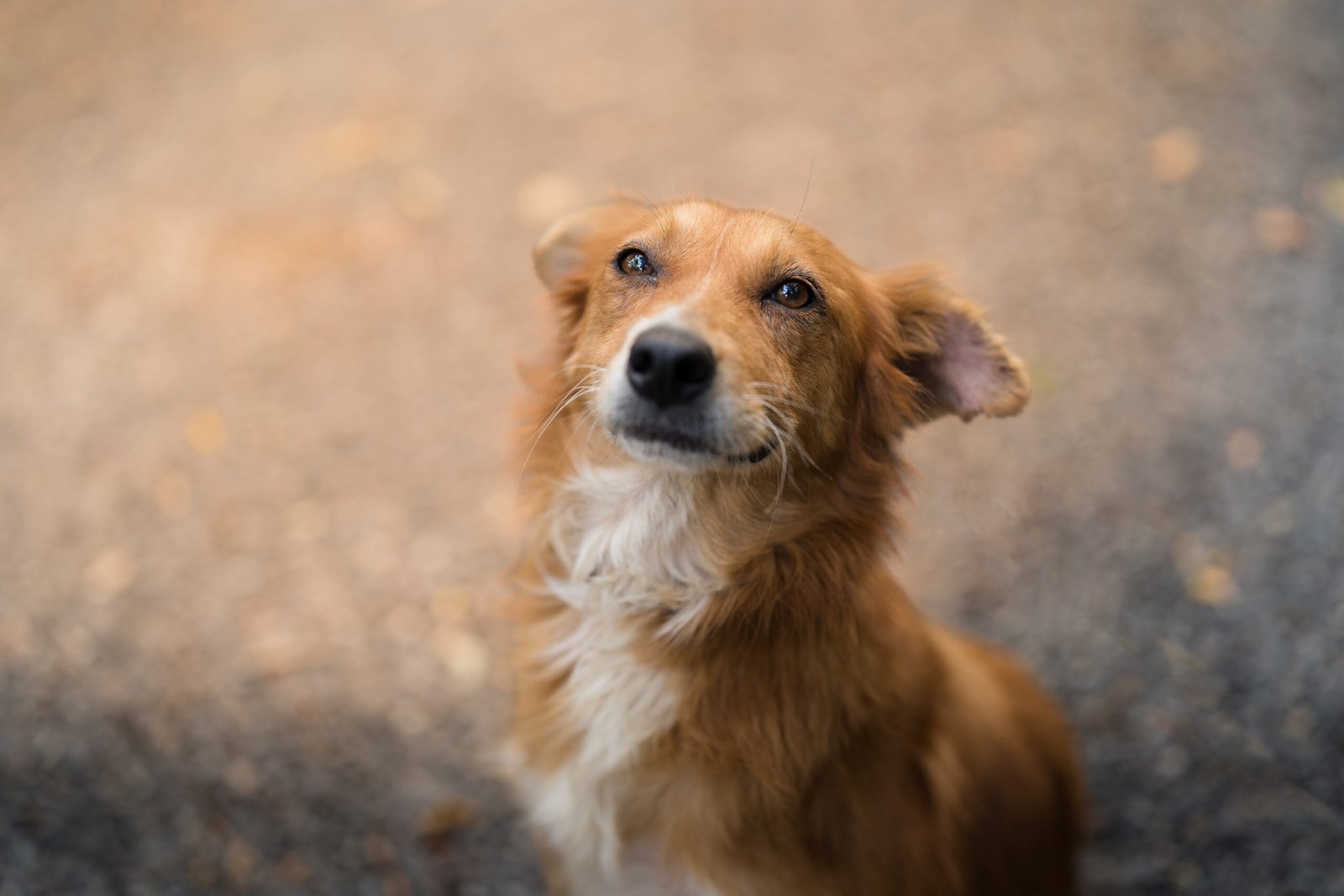 Los cachorros esperarán para ser adoptados en Gollo, Zapote

 – La nacion