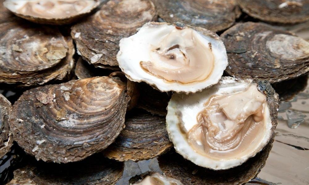 Senasa: el consumo de moluscos de BI valvados de la ola de Nicoya es seguro

 – La nación