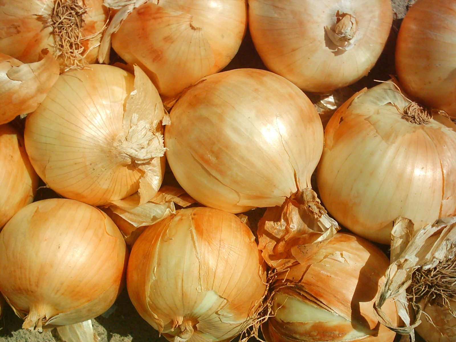 La sala agrícola exige una acción urgente para proteger a los productores de papas y cebolla de las importaciones de masas

 – La nación