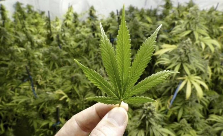 El grupo dedicado al cultivo de marihuana fue sentenciado a 115 años de prisión

 – La nación