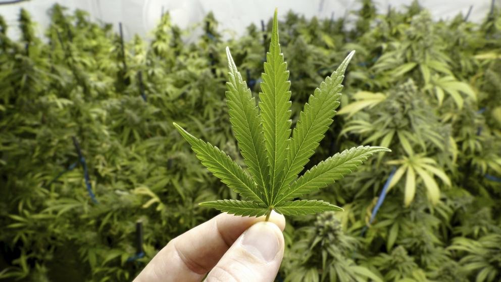 El grupo dedicado al cultivo de marihuana fue sentenciado a 115 años de prisión

 – La nación