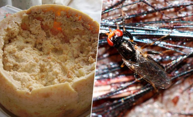 Un queso que está tan extremadamente en preparación que la Unión Europea tuvo que establecer límites
– La nación