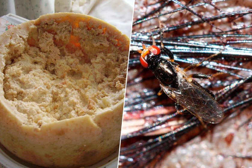 Un queso que está tan extremadamente en preparación que la Unión Europea tuvo que establecer límites

 – La nación