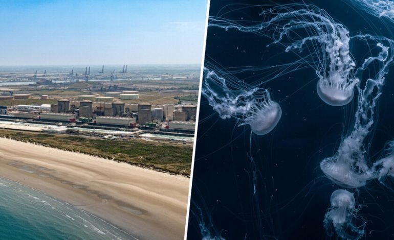 Francia ha encontrado algo que puede paralizar una planta de energía nuclear: bandadas de medusas
– La nación