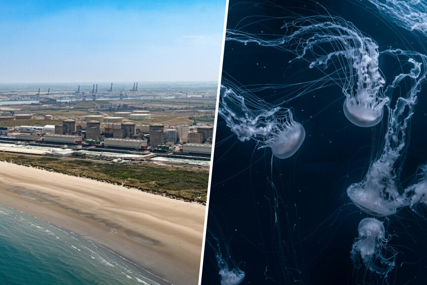 Francia ha encontrado algo que puede paralizar una planta de energía nuclear: bandadas de medusas

 – La nación