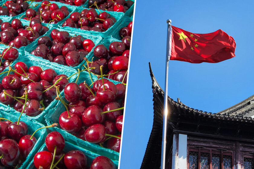 China vive fiebre para las cerezas y España quiere ser su gran jardín. No será fácil

 – La nación