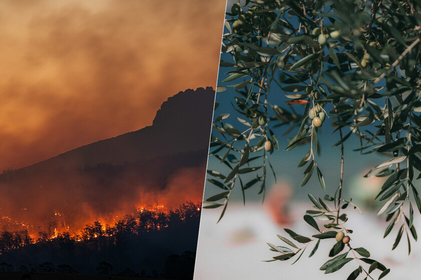 Este año parecía ser la restauración de la cosecha. Las ondas de calor y el fuego cambian esto

 – La nación