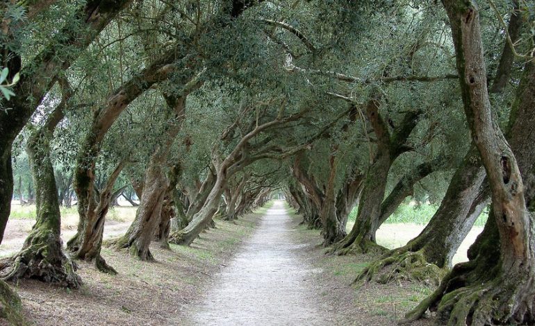 En siglos, Galicia era un país floreciente de olivos con variedades únicas en el mundo. Lo que ha cambiado sigue siendo un misterio

 – La nación
