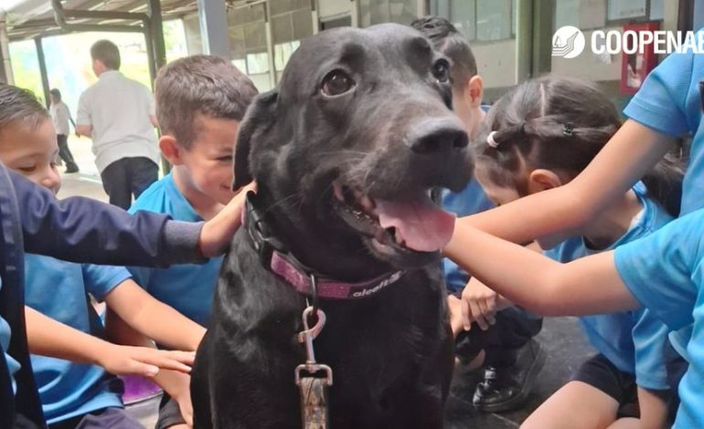 Conozca el poder curativo de los perros en terapias físicas, mentales y emocionales

 – La nacion