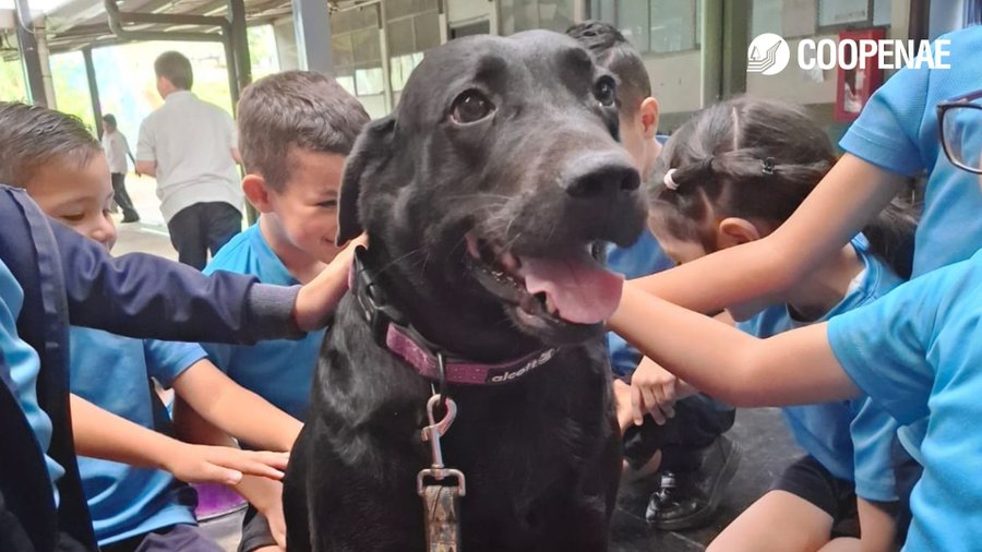 Conozca el poder curativo de los perros en terapias físicas, mentales y emocionales

 – La nacion