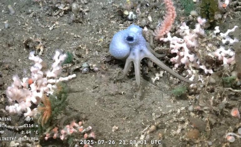 Argentino -cascinado transfiriendo un submarino

 – La nación