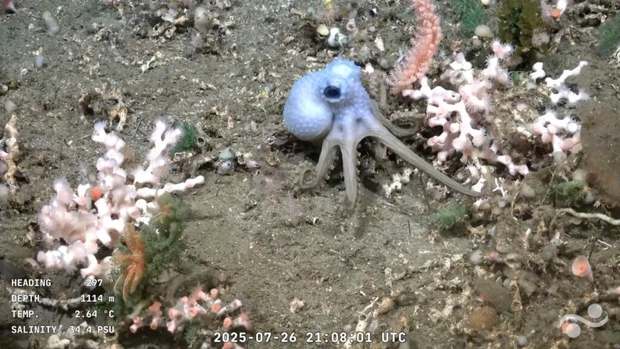Argentino -cascinado transfiriendo un submarino

 – La nación