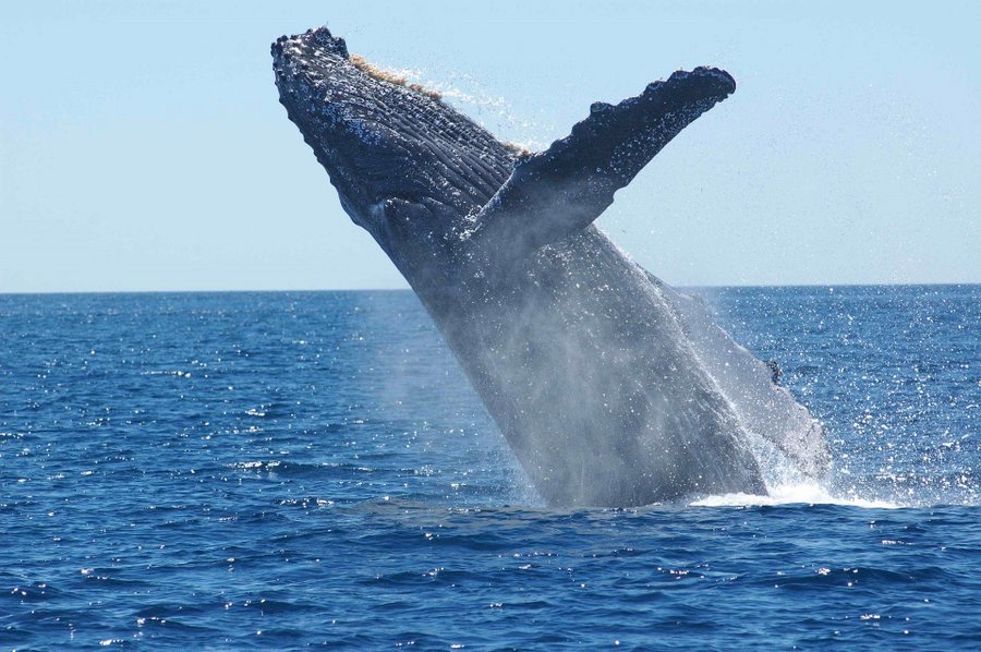 Marina Fish Vela anuncia la temporada de ballenas en Queepos

 – La nacion