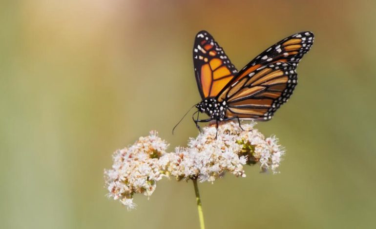 El estudio muestra que las muertes excesivas de las mariposas monarca en California están relacionadas con los pesticidas
– La nación