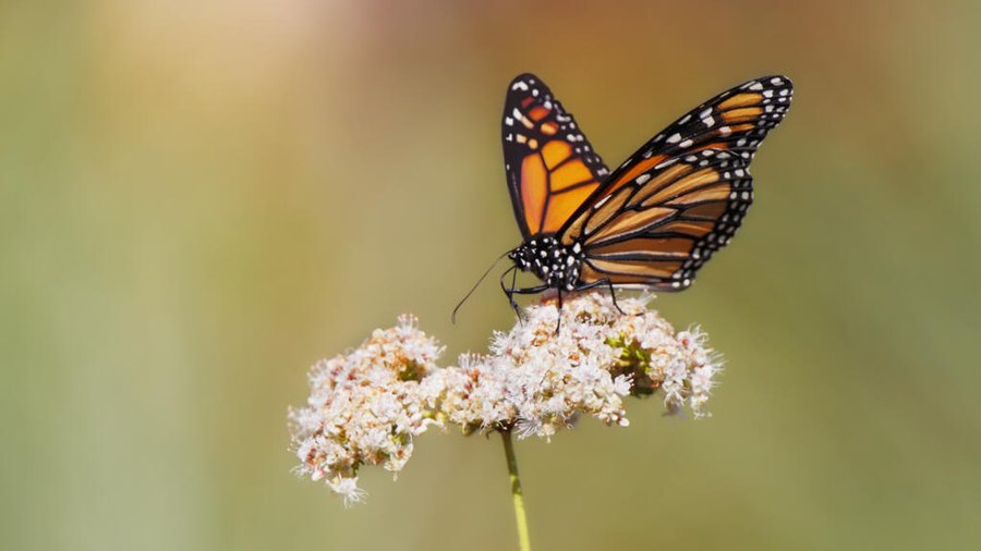 El estudio muestra que las muertes excesivas de las mariposas monarca en California están relacionadas con los pesticidas

 – La nación